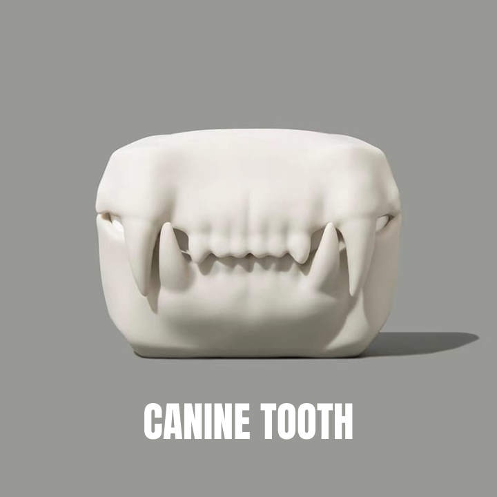 Canine Tooth